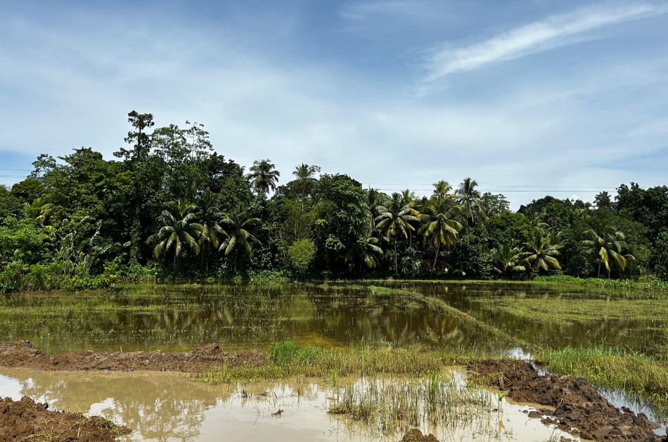 Natural landscape surrounding the Ruwanpura gems sapphire mine Sri Lanka