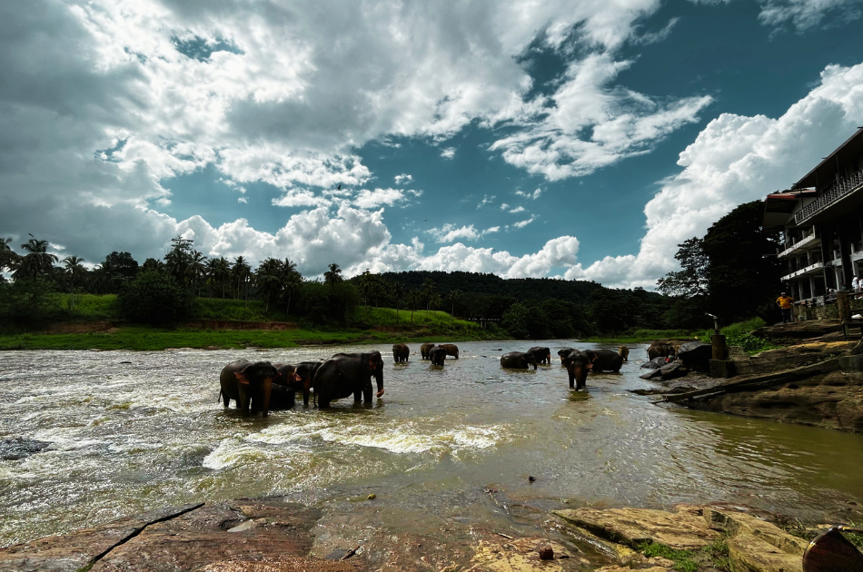 Sri Lanka elephants in the river