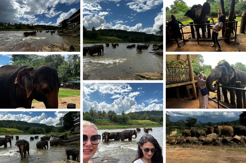 Elephants encountering at elephant park
